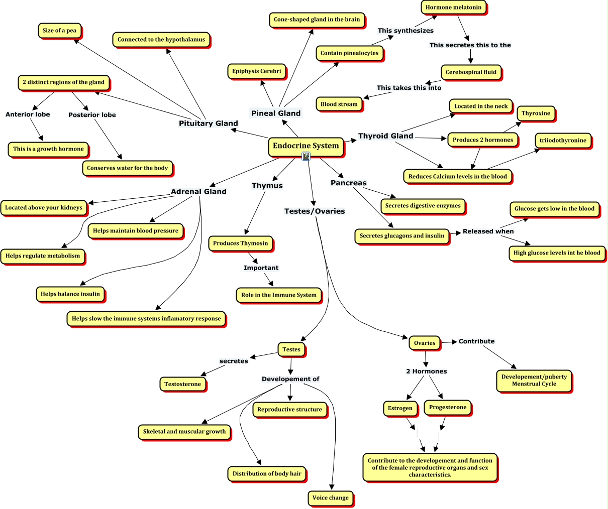 endocrine-system-functions-and-parts-medicinebtg